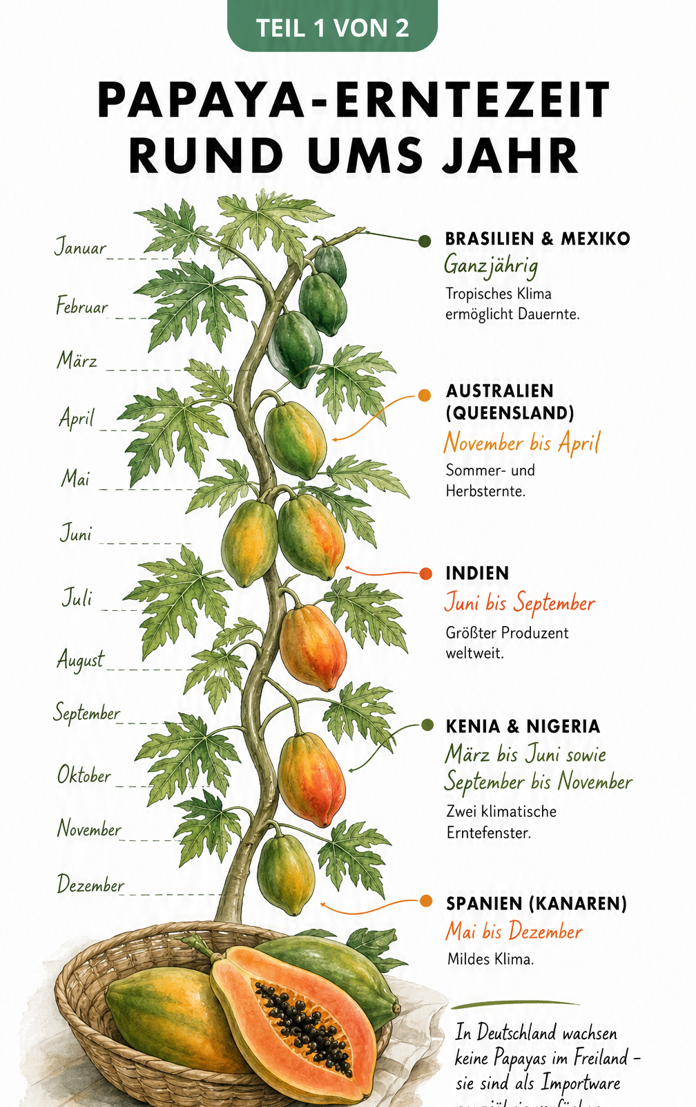 Jahreskalender in Form eines Papaya-Astes mit Erntezeiten für Brasilien, Mexiko, Australien, Indien, Kenia, Nigeria und Spanien