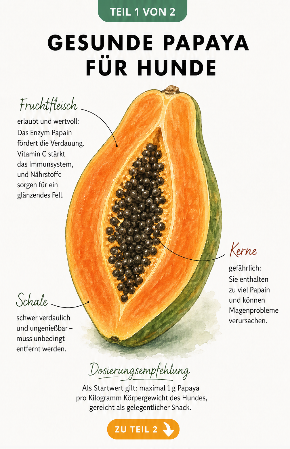 Illustration einer halbierten Papaya mit Hinweisen zu Fruchtfleisch, Kernen und Schale für Hunde