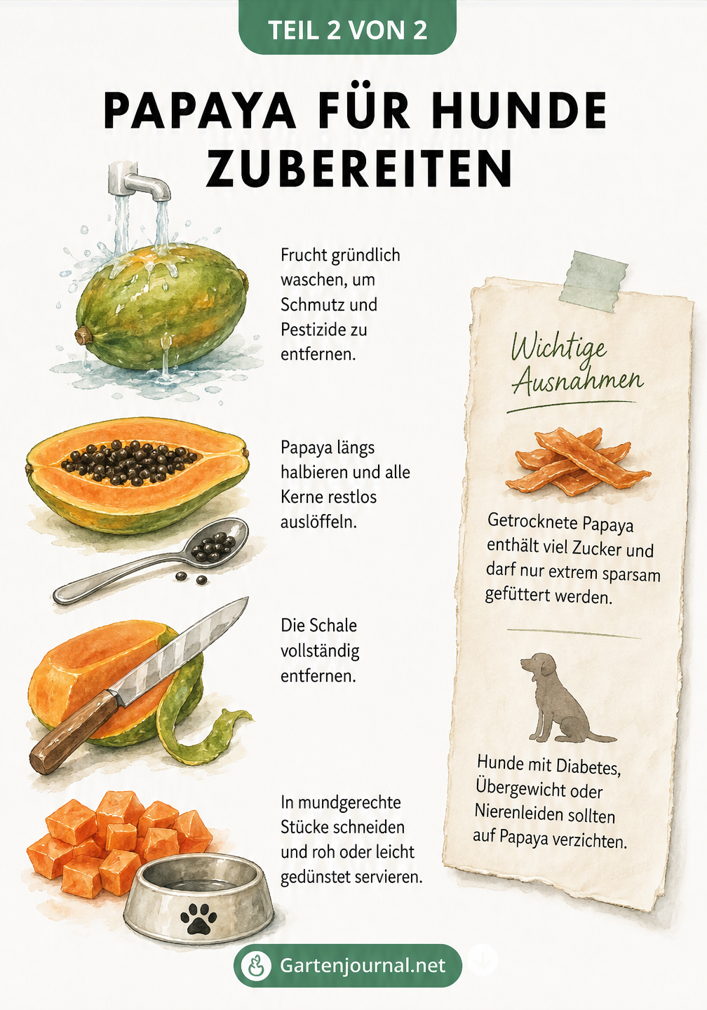 Vier Schritte zur Zubereitung von Papaya für Hunde: Waschen, Entkernen, Schälen und Würfeln