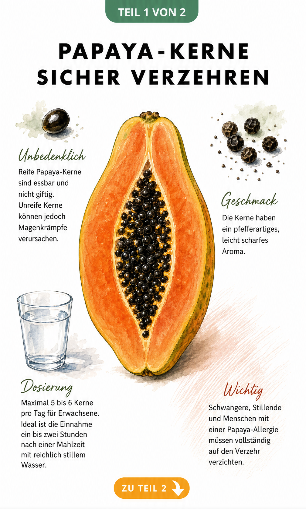 Illustration einer halbierten Papaya mit Kernen und Hinweisen zur Essbarkeit, Geschmack und Dosierung