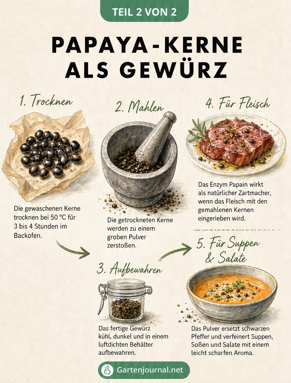 Illustration zum Trocknen und Mahlen von Papaya-Kernen als Gewürz für Fleisch und Suppen