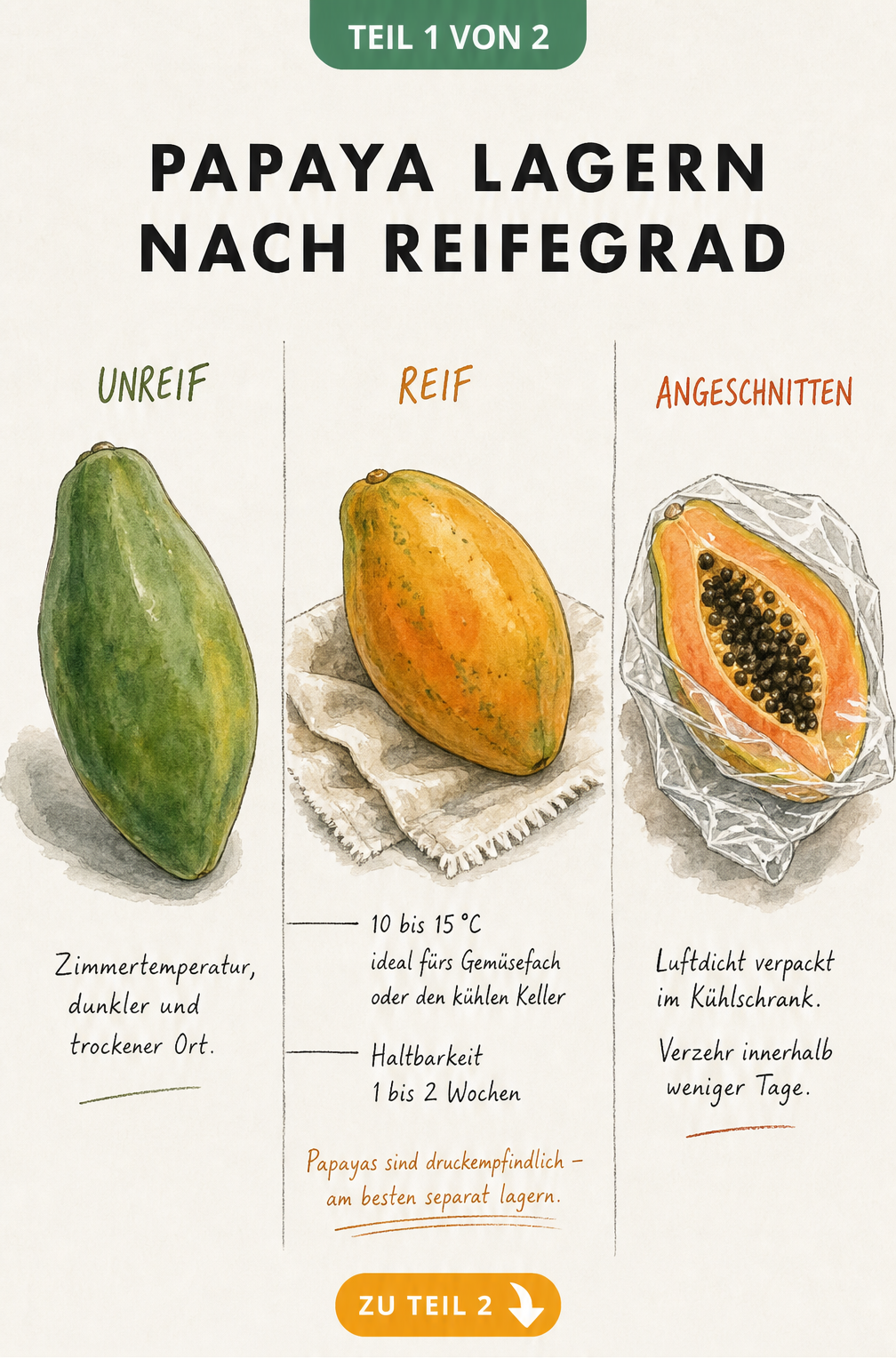 Illustration zur Lagerung von Papayas je nach Reifegrad: unreife bei Zimmertemperatur, reife im Kühlschrank und angeschnittene luftdicht verpackt