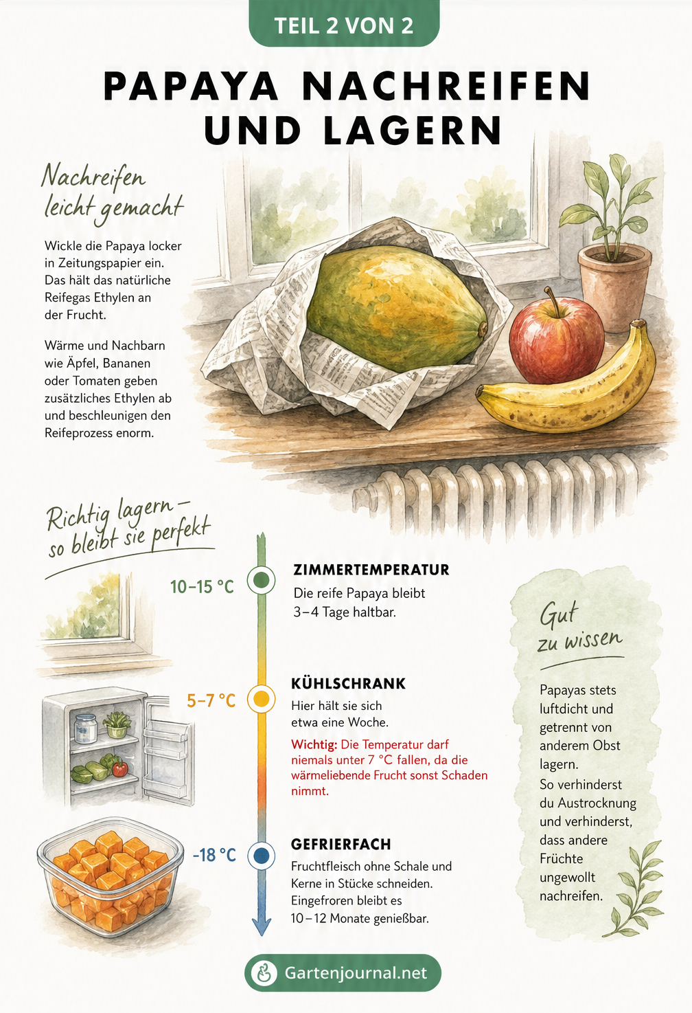 Illustration zur Lagerung und zum Nachreifen von Papayas mit Zeitungspapier, Äpfeln und einer Temperaturachse.