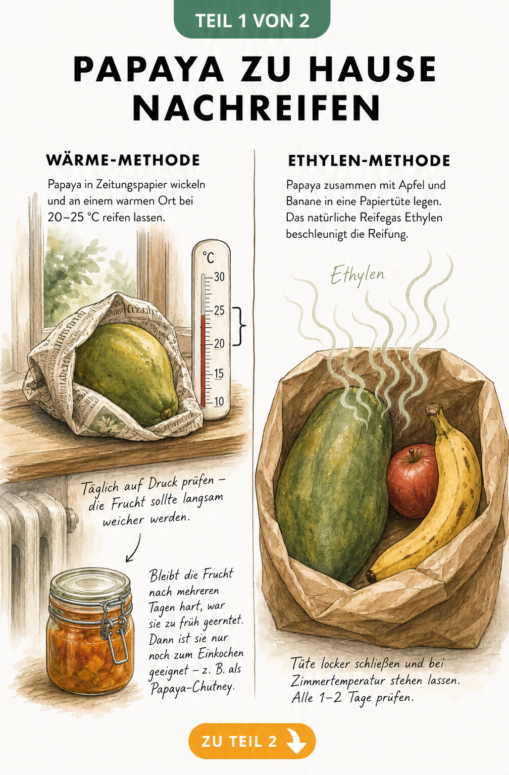 Illustration zweier Methoden zum Nachreifen einer Papaya: in Zeitungspapier auf der warmen Fensterbank und in einer Papiertüte mit Apfel und Banane.