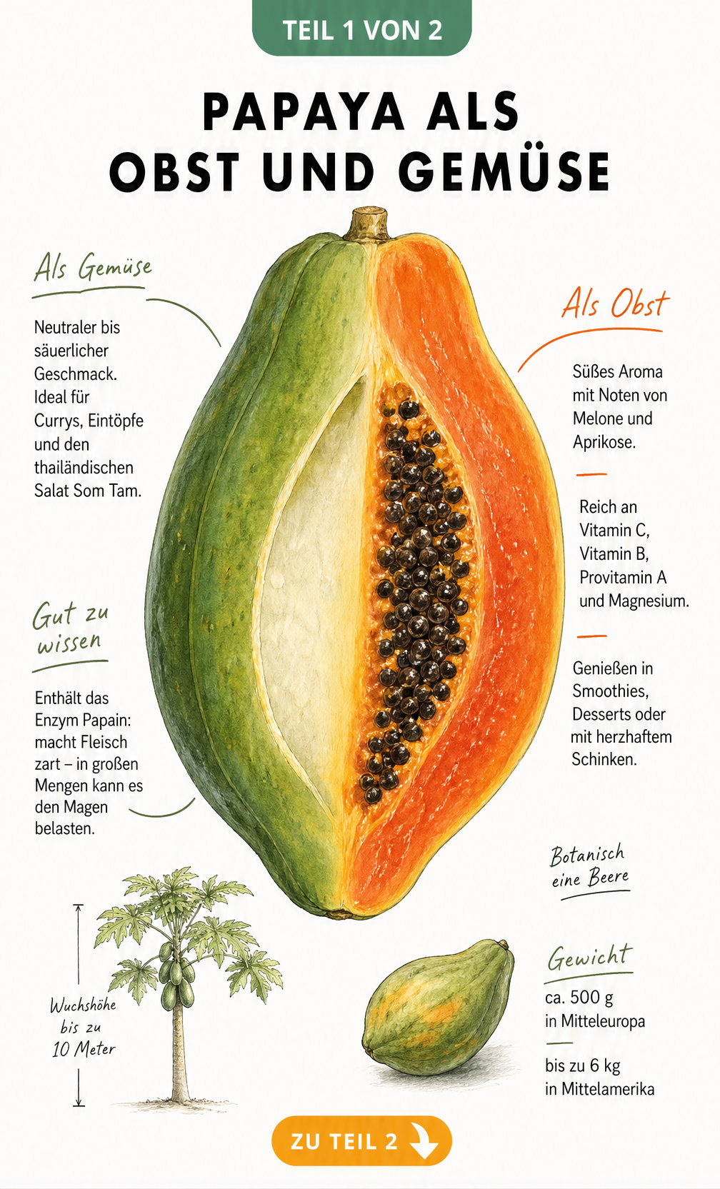 Aquarell-Illustration einer Papaya, die links als unreifes Gemüse und rechts als reifes Obst dargestellt ist