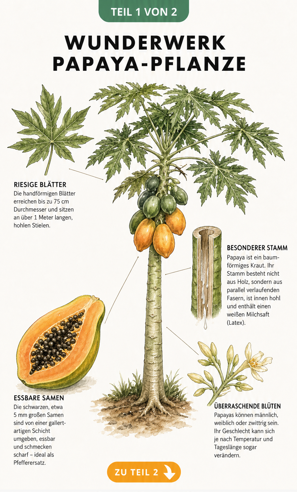 Botanische Illustration einer Papaya-Pflanze mit Details zu Blättern, Stamm, Frucht und Blüten
