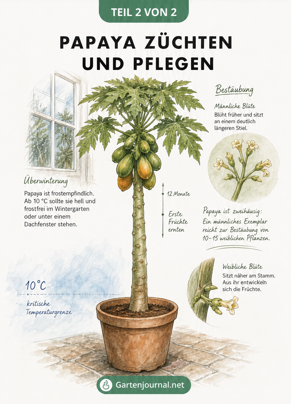 Illustration einer Papayapflanze im Kübel mit Details zur Überwinterung und Bestäubung von männlichen und weiblichen Blüten