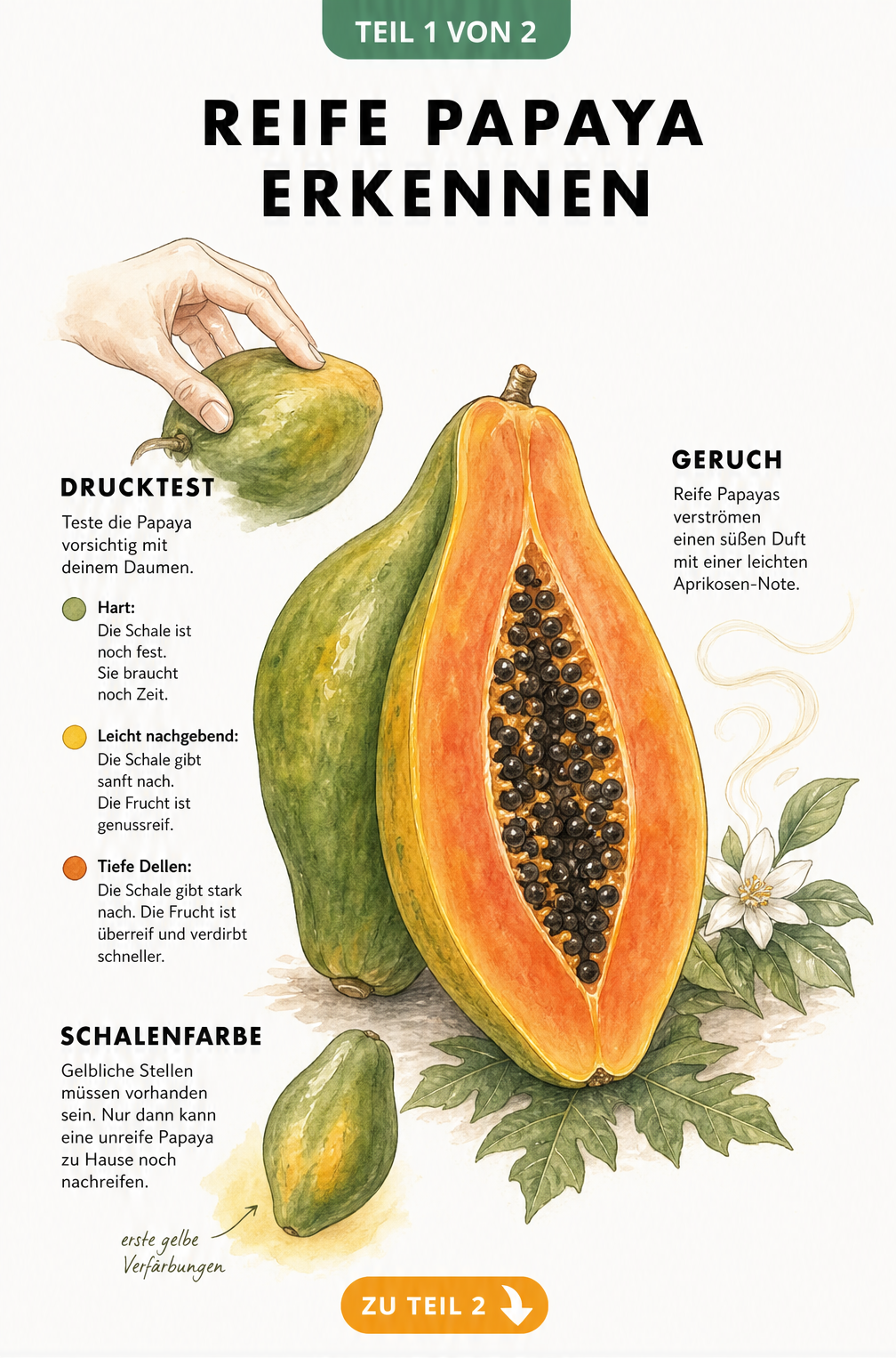 Illustration einer aufgeschnittenen Papaya mit Erklärungen zu Drucktest, Geruch und Schalenfarbe zur Bestimmung des Reifegrads.
