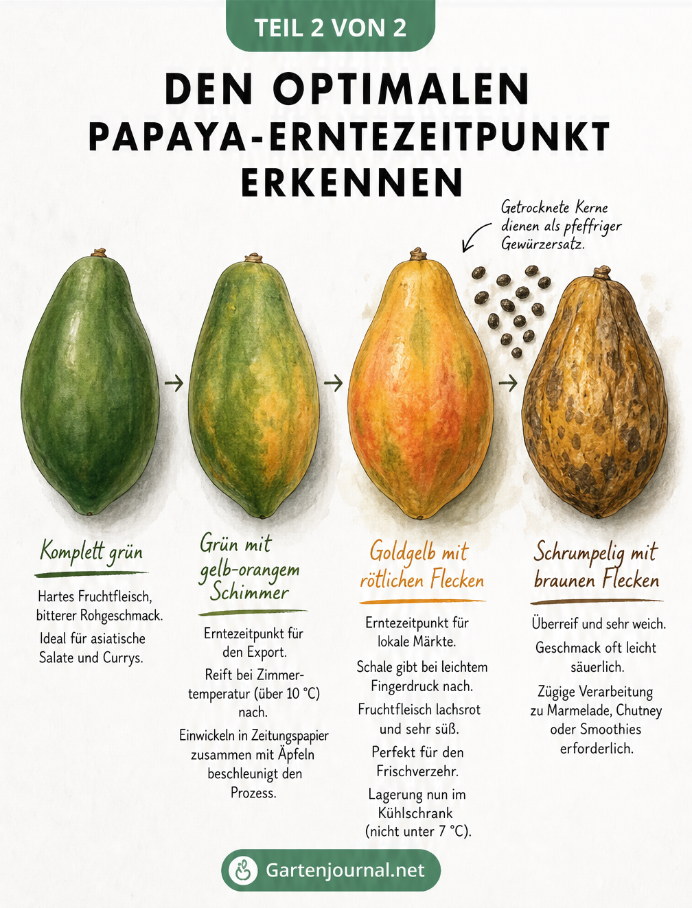 Vier Papayas in verschiedenen Reifestadien von grün bis braun-fleckig mit Tipps zur Verwendung
