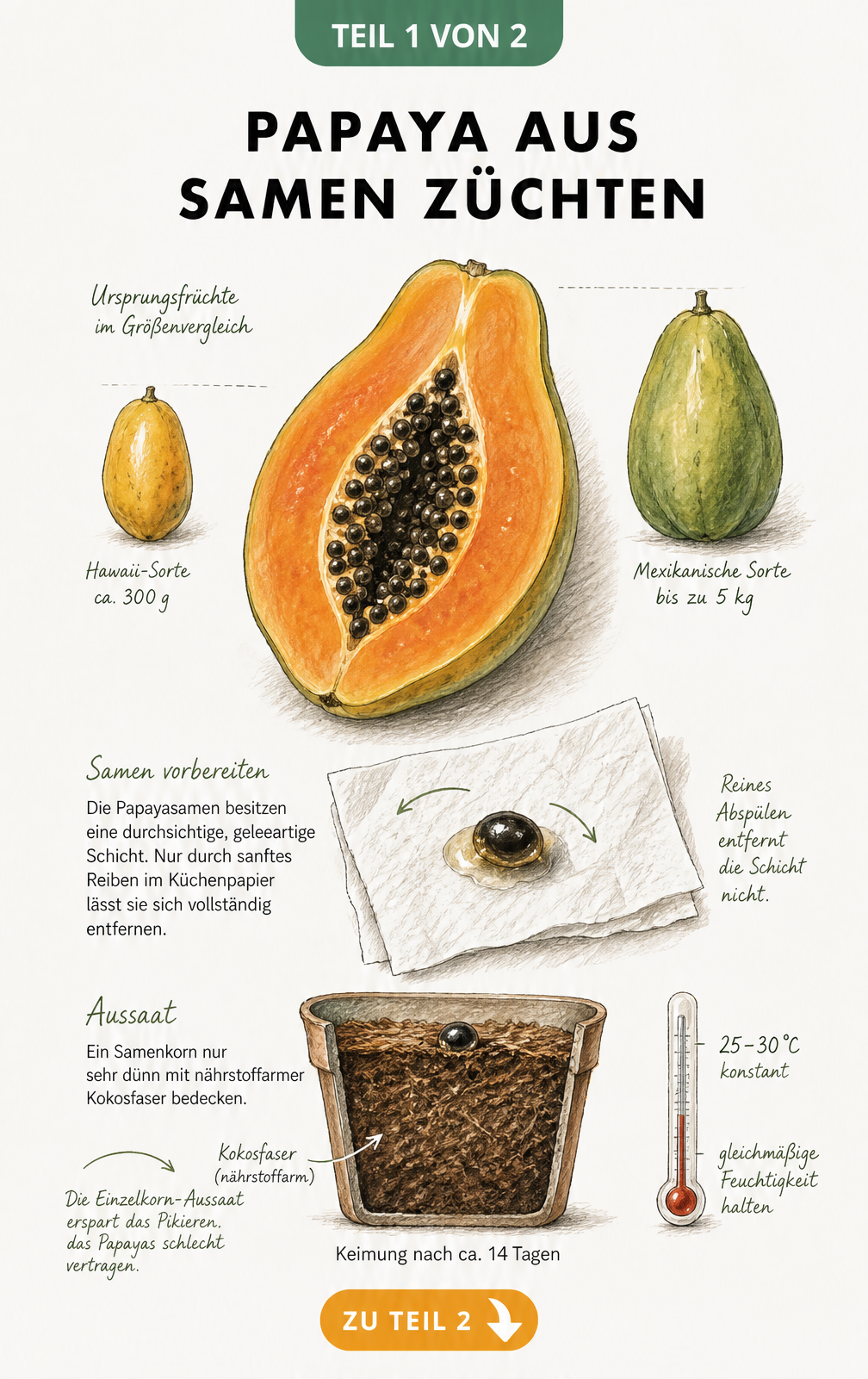 Botanische Illustration einer halbierten Papaya und der Vorbereitung von Papayasamen für die Aussaat in einem Anzuchttopf