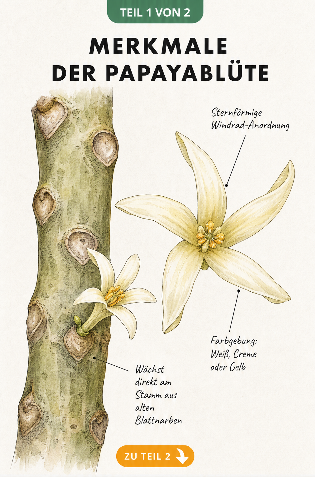 Botanische Illustration einer Papayablüte am Stamm mit Blattnarbe und vergrößerter sternförmiger Blüte