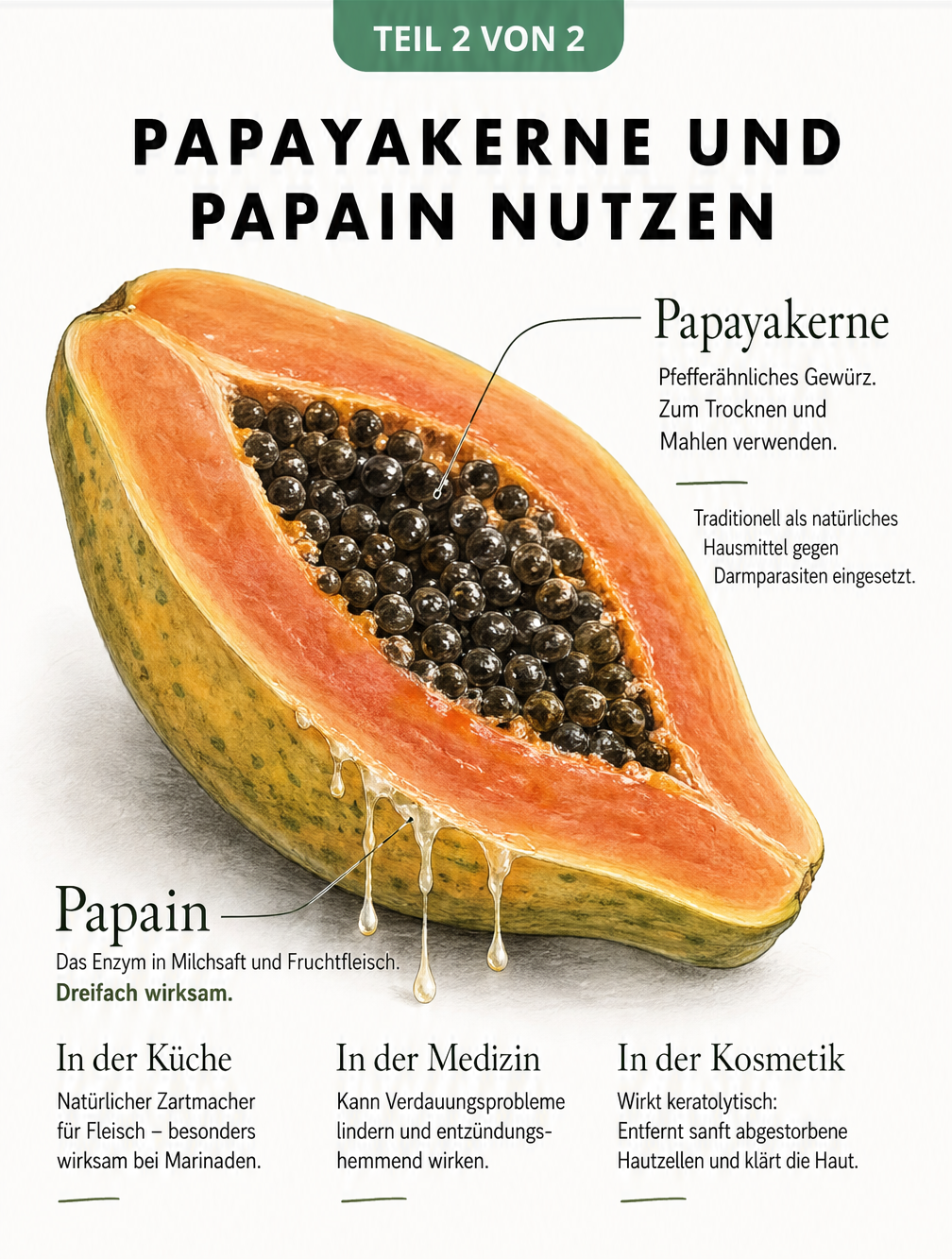 Detailzeichnung einer aufgeschnittenen Papaya mit Fokus auf die schwarzen Kerne und das Enzym Papain