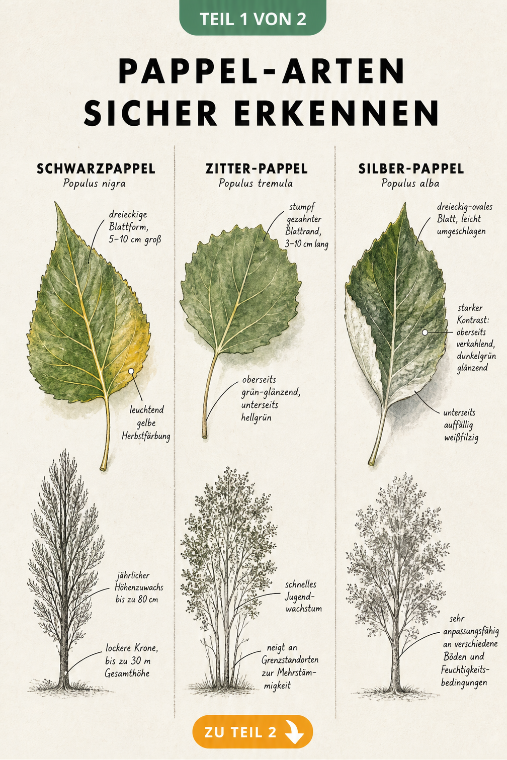 Botanische Lehrtafel mit Blättern und Baumsilhouetten von Schwarzpappel, Zitter-Pappel und Silber-Pappel