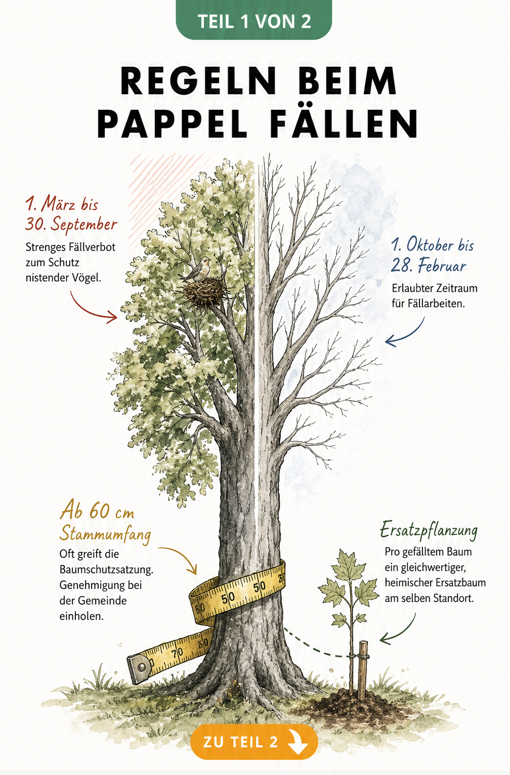 Illustration einer Pappel in Sommer- und Winterkrone mit Maßband am Stamm und Ersatzpflanzung