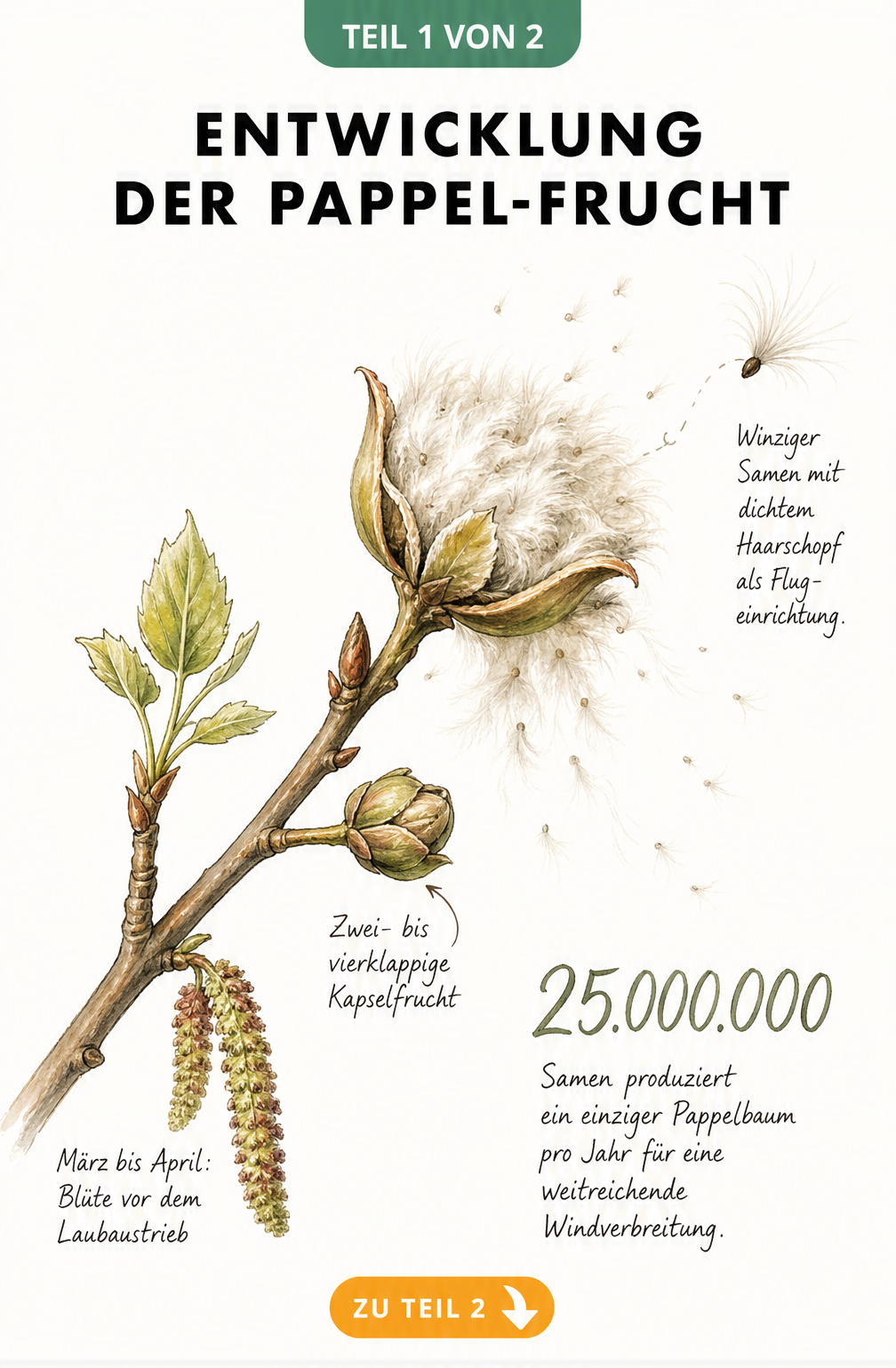 Botanische Illustration der Pappel-Frucht Entwicklung vom Kätzchen bis zum fliegenden Samen