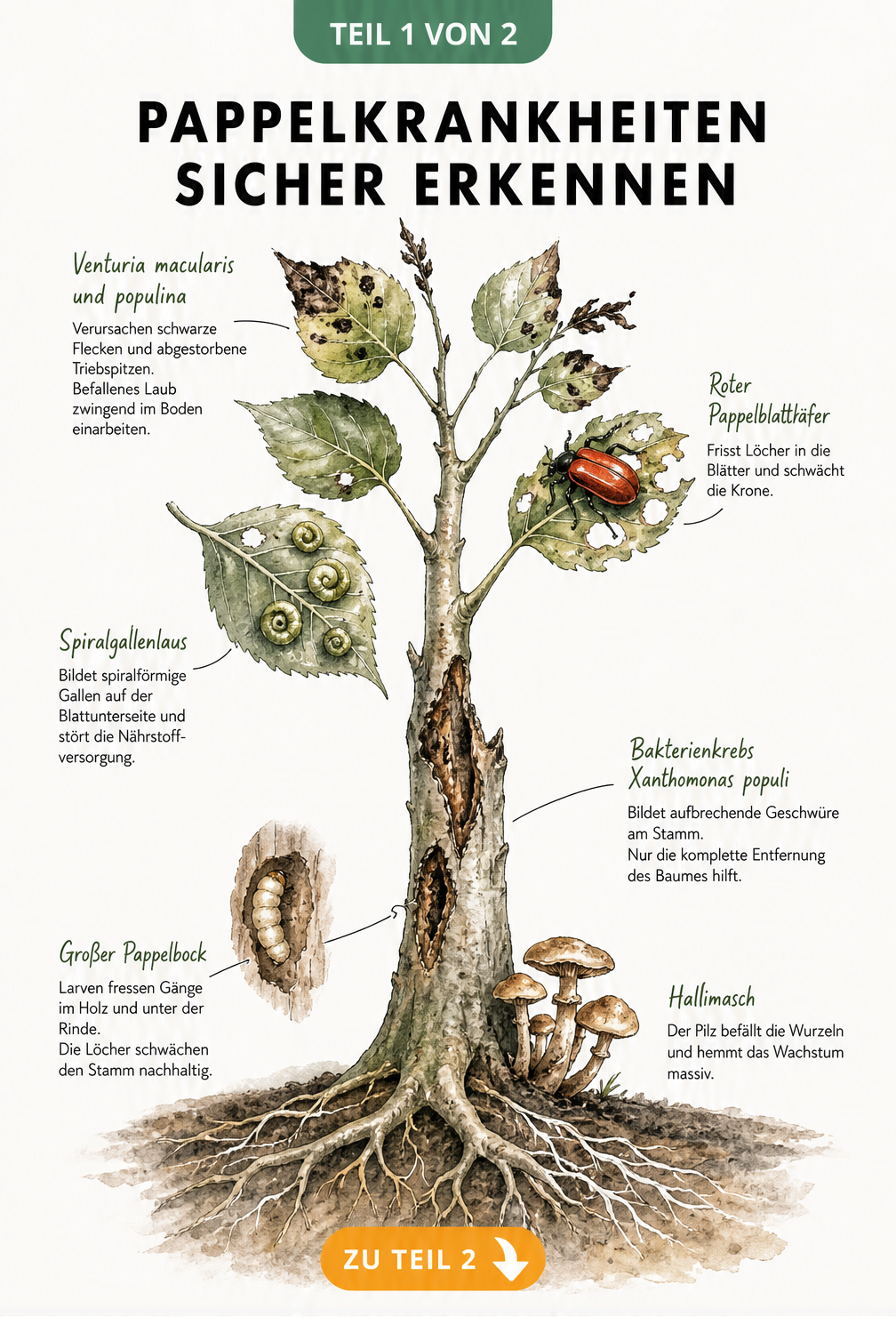 Botanische Illustration eines Pappelastes mit Schadbildern von Pilzen, Bakterienkrebs und Schädlingen wie dem Roten Pappelblattkäfer.