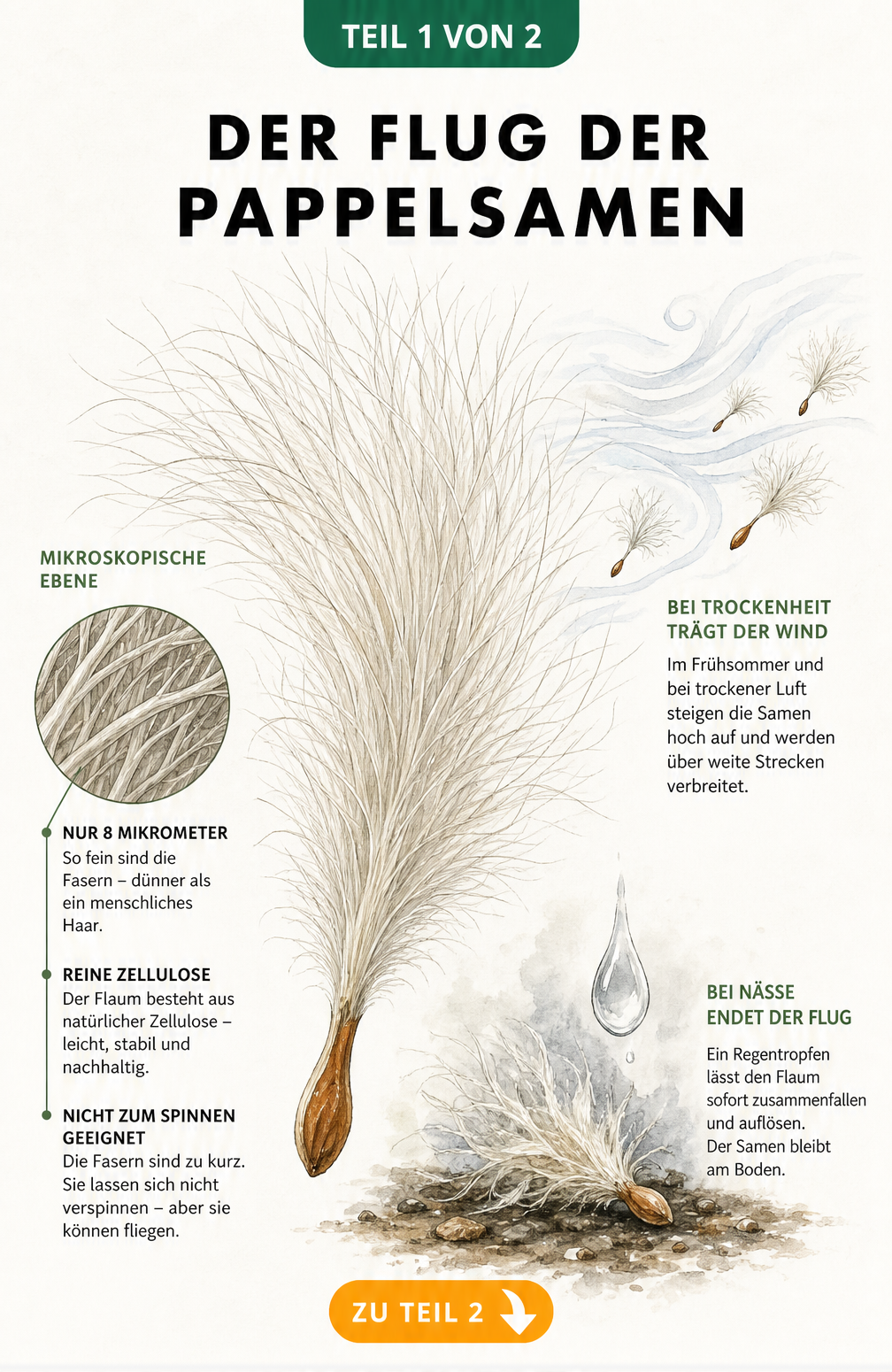 Detailreiche Illustration eines Pappelsamens mit feinem Flaum, mikroskopischer Faserstruktur und Flugverhalten bei Wind und Regen
