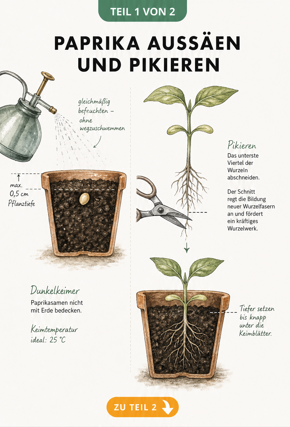 Illustration von Paprika-Samen im Anzuchttopf und einem pikierten Keimling mit gekappten Wurzeln