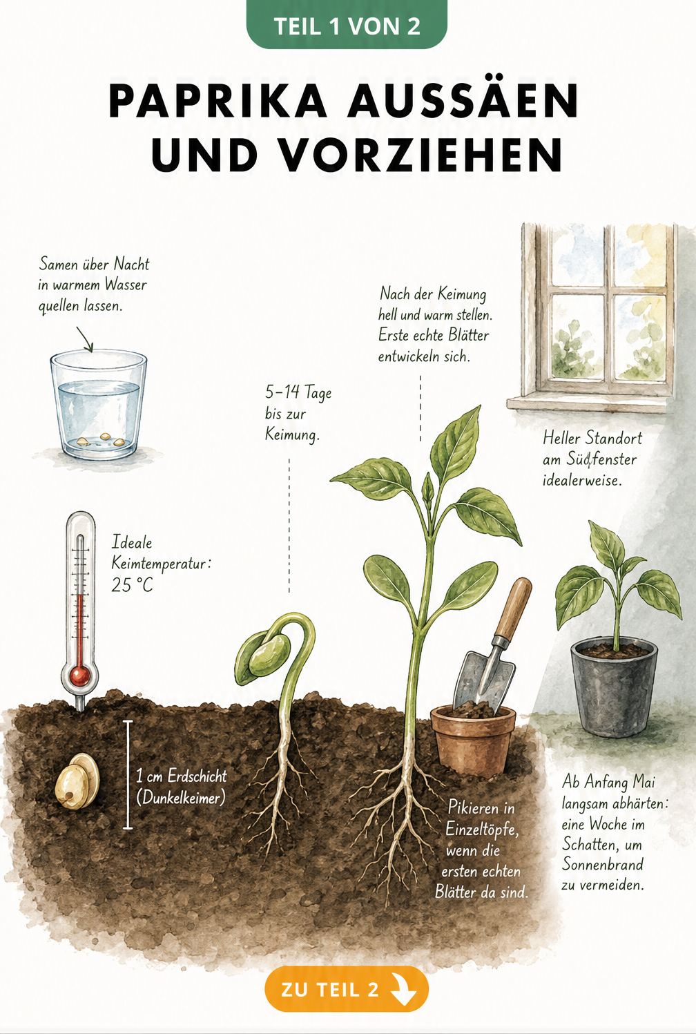 Botanische Illustration der Paprika-Aussaat vom Samen bis zur Jungpflanze mit Hinweisen zu Keimtemperatur und Abhärtung