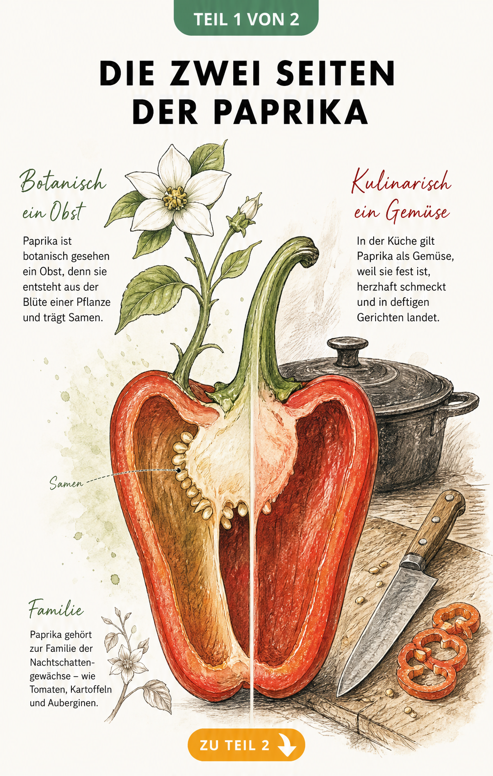 Botanische Illustration einer Paprika, die in der Mitte aufgeschnitten ist, mit Blüte und Samen, die die Einordnung als Obst und Gemüse erklärt.