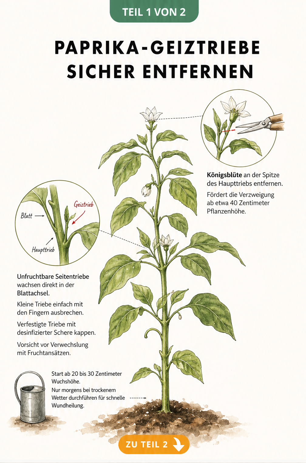 Illustration einer Paprikapflanze, die zeigt, wie Geiztriebe in den Blattachseln und die Königsblüte an der Spitze entfernt werden.