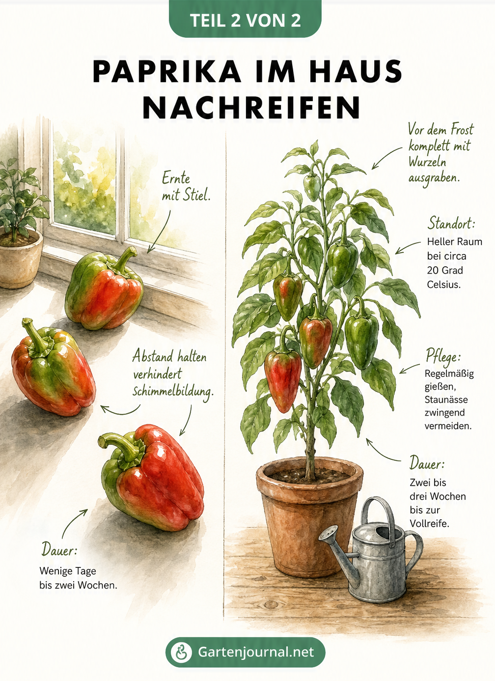 Zweigeteilte Illustration: Links Paprikaschoten auf einer Fensterbank, rechts eine ganze Paprikapflanze im Topf im Haus.