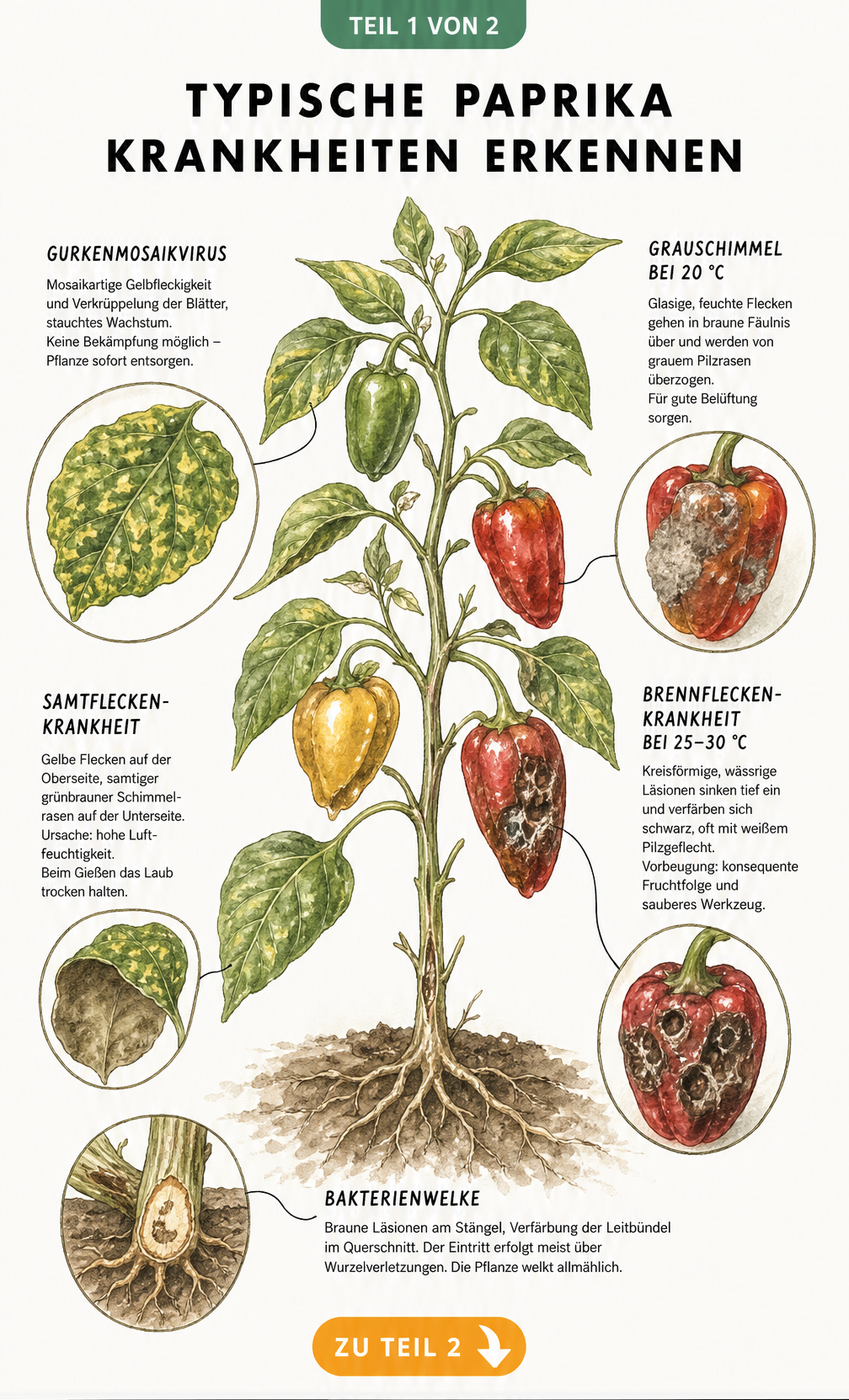 Botanische Illustration einer Paprikapflanze mit typischen Krankheiten wie Gurkenmosaikvirus, Grauschimmel und Bakterienwelke