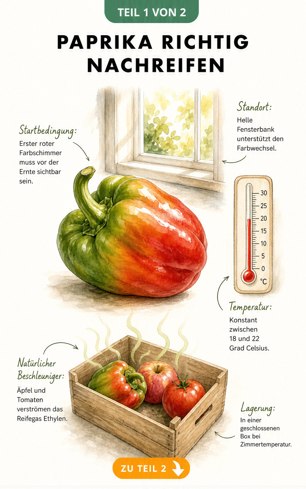 Botanische Illustration einer Paprika, die von Grün zu Rot reift, mit Hinweisen zu Temperatur, Standort und Ethylen-Gas durch Äpfel und Tomaten.