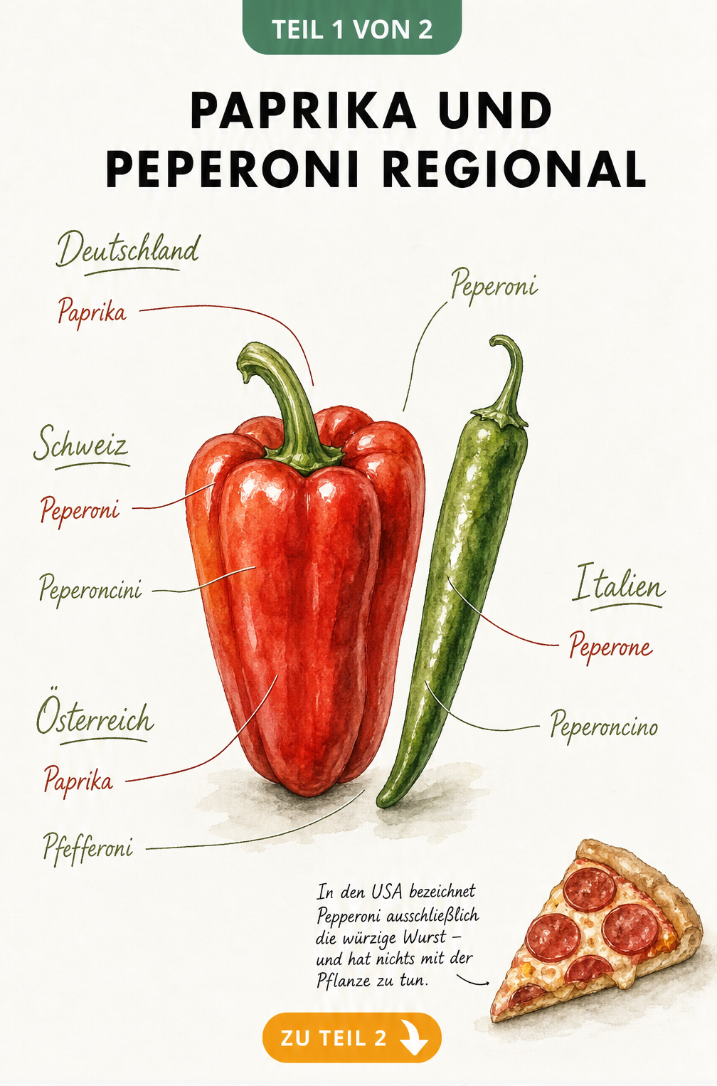 Botanische Tafel im Aquarell-Stil, die regionale Bezeichnungen für Paprika und Peperoni in Deutschland, Österreich, der Schweiz und Italien zeigt.
