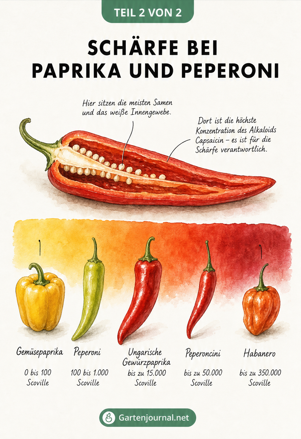 Anatomische Schnittzeichnung einer Peperoni und eine Scoville-Wärmeskala mit verschiedenen Capsicum-Früchten von Gemüsepaprika bis Habanero.