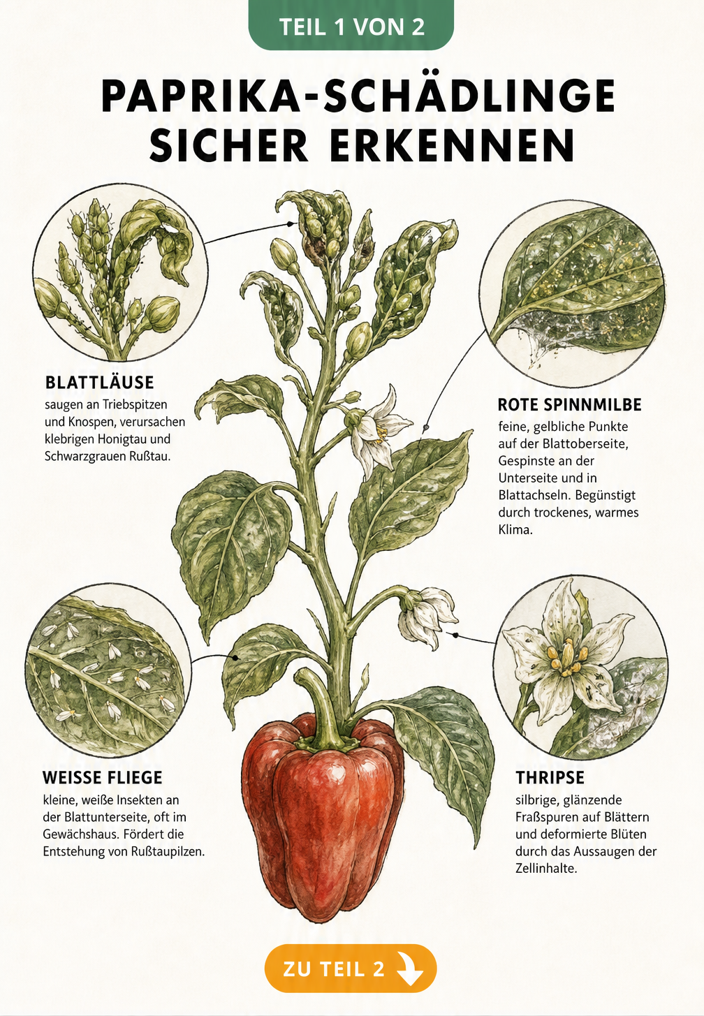 Botanische Illustration eines Paprika-Zweigs mit Detailansichten von Blattläusen, Roter Spinnmilbe, Weißer Fliege und Thripsen sowie deren Schadbildern