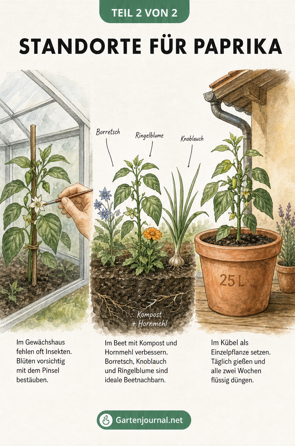 Illustration dreier Paprika-Standorte: Gewächshaus mit Pinselbestäubung, Gemüsebeet mit Begleitpflanzen und Kübel auf der Terrasse.