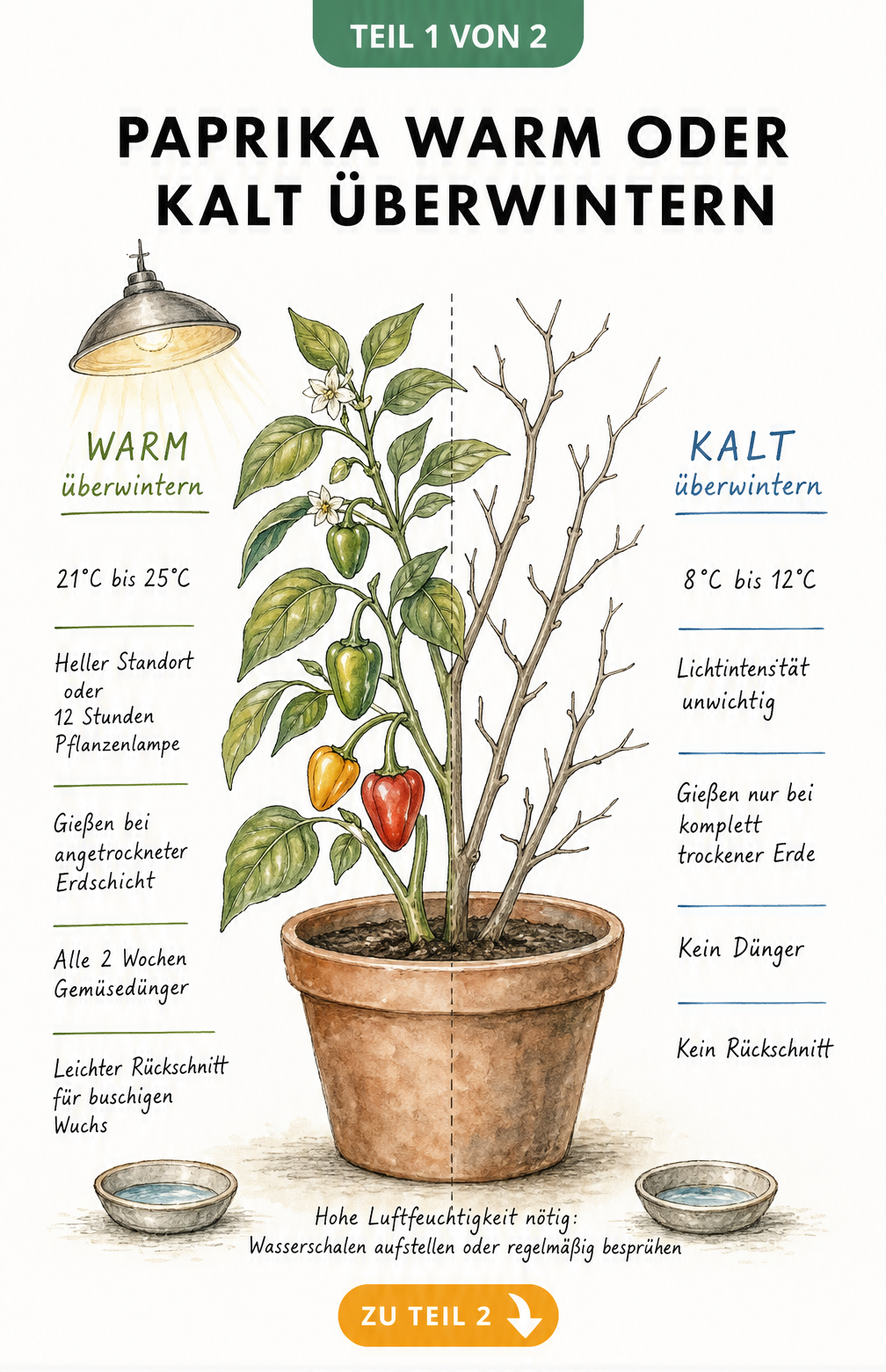 Illustration einer Paprikapflanze, die die Unterschiede zwischen warmer und kalter Überwinterung zeigt