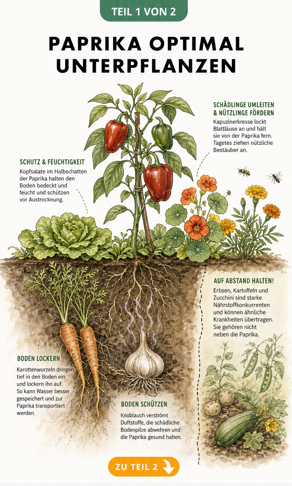 Querschnitt eines Gartenbeets mit einer Paprikapflanze, Karotten, Knoblauch, Kopfsalat, Kapuzinerkresse und Tagetes als gute Pflanzpartner.