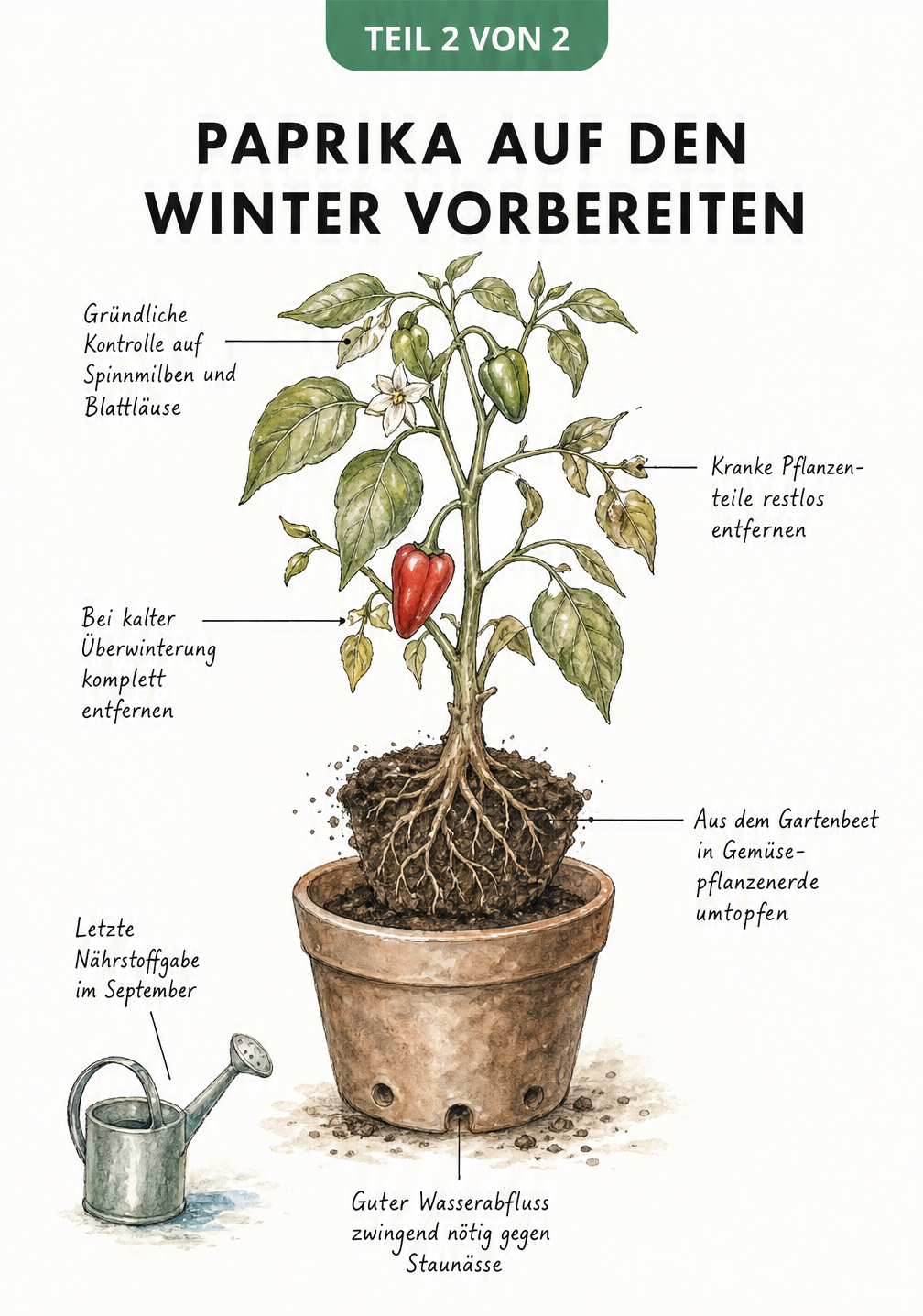 Skizze einer Paprikapflanze mit Hinweisen zur Vorbereitung auf die Überwinterung