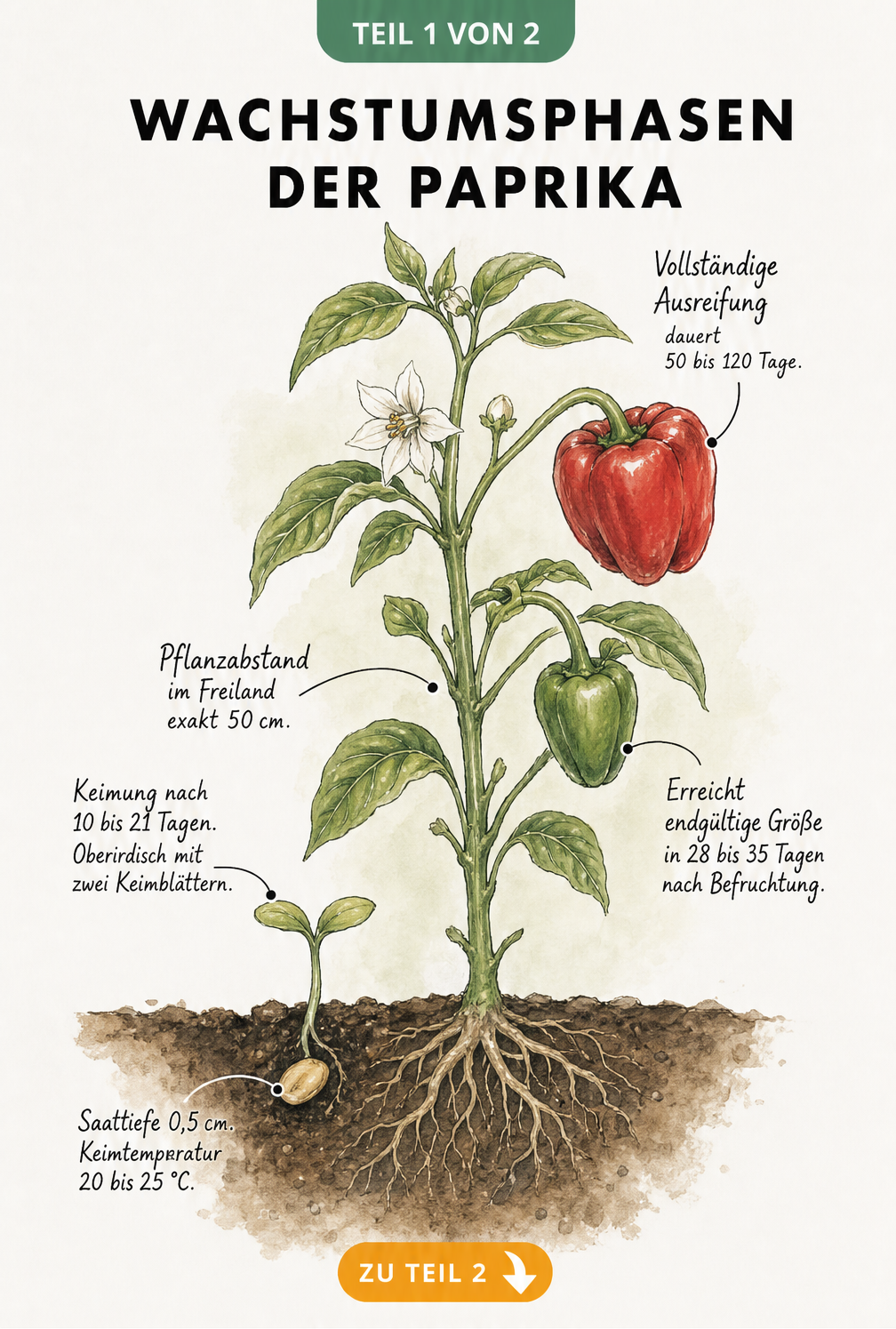 Botanische Illustration der Wachstumsphasen einer Paprikapflanze vom Samen bis zur reifen Frucht mit Zeit- und Temperaturangaben