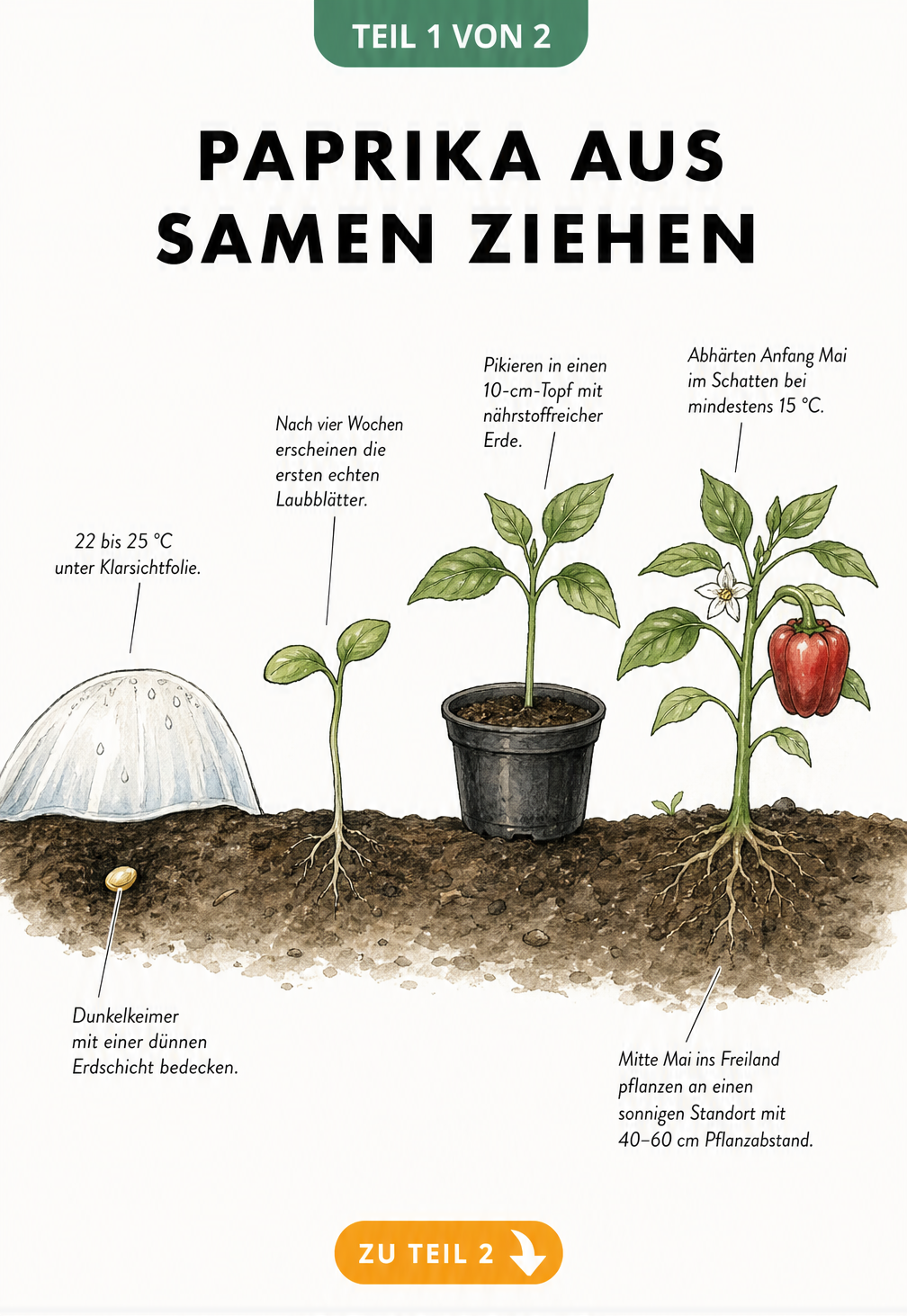Botanische Zeichnung der vier Wachstumsstadien einer Paprikapflanze vom Samen bis zur Freilandpflanze