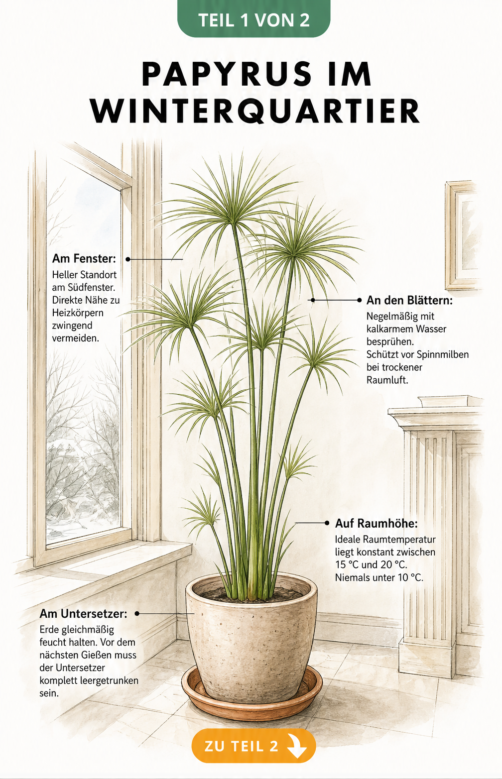 Botanische Illustration einer Papyruspflanze im Topf am Fenster mit Hinweisen zu Standort, Temperatur und Gießen im Winterquartier