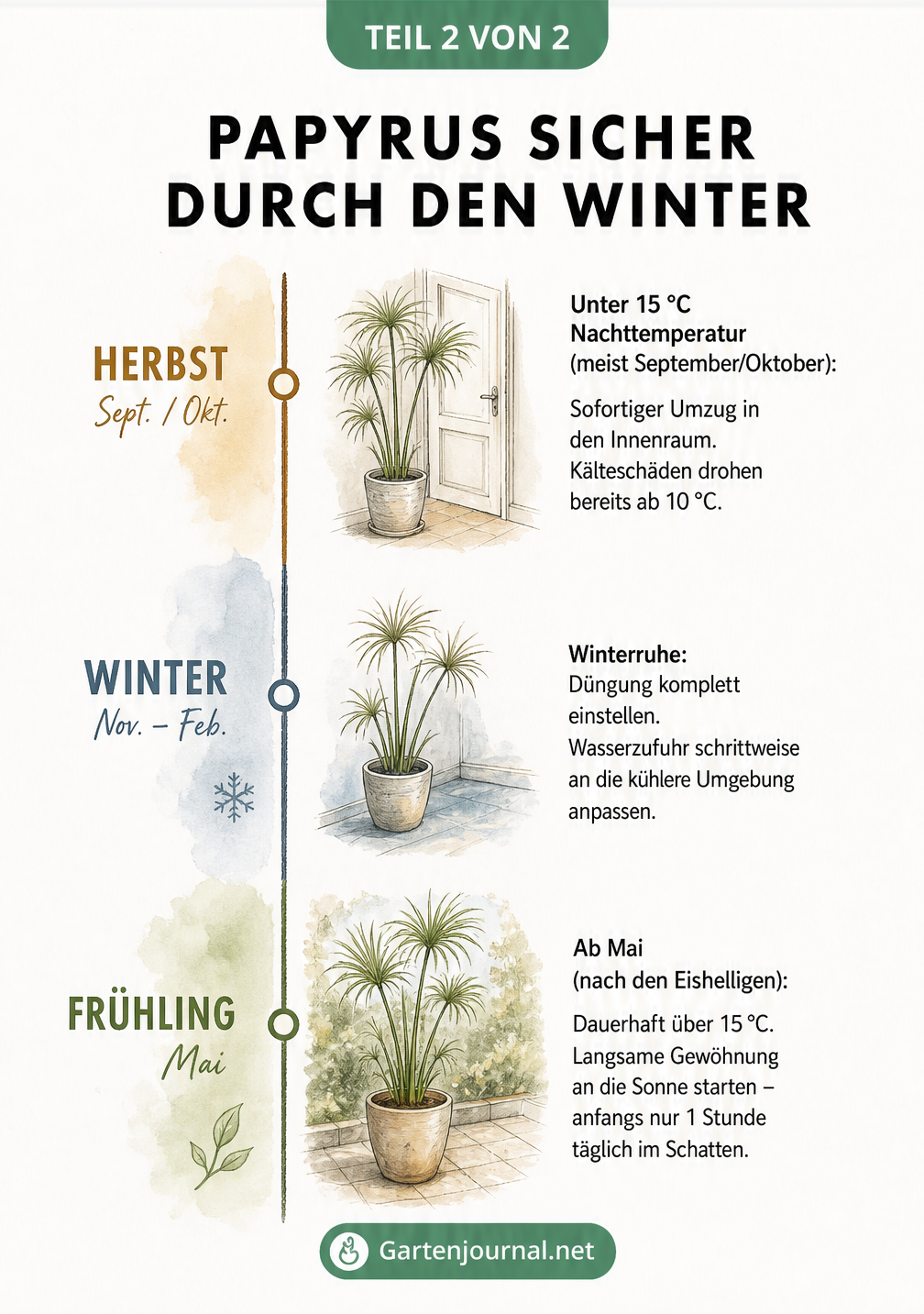 Zeitachse für die Überwinterung von Papyrus mit Temperaturangaben für Herbst, Winter und Frühling