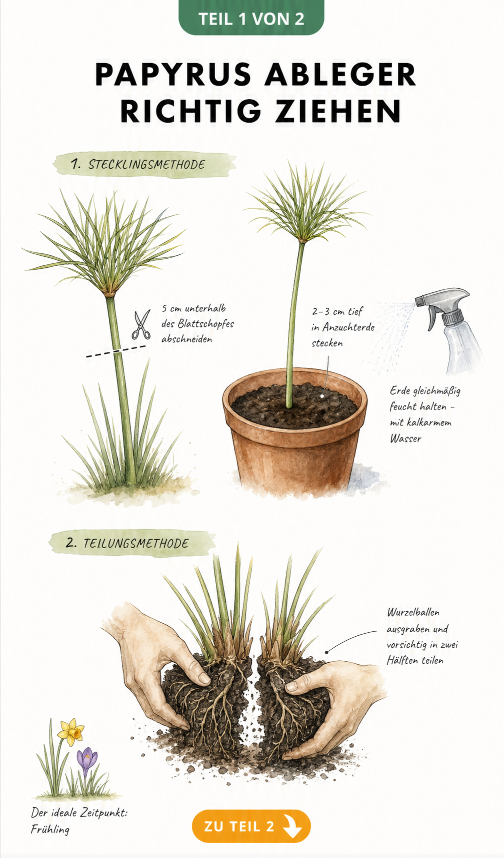 Botanische Skizze zur Vermehrung von Papyrus durch Stecklinge und Teilung des Wurzelballens