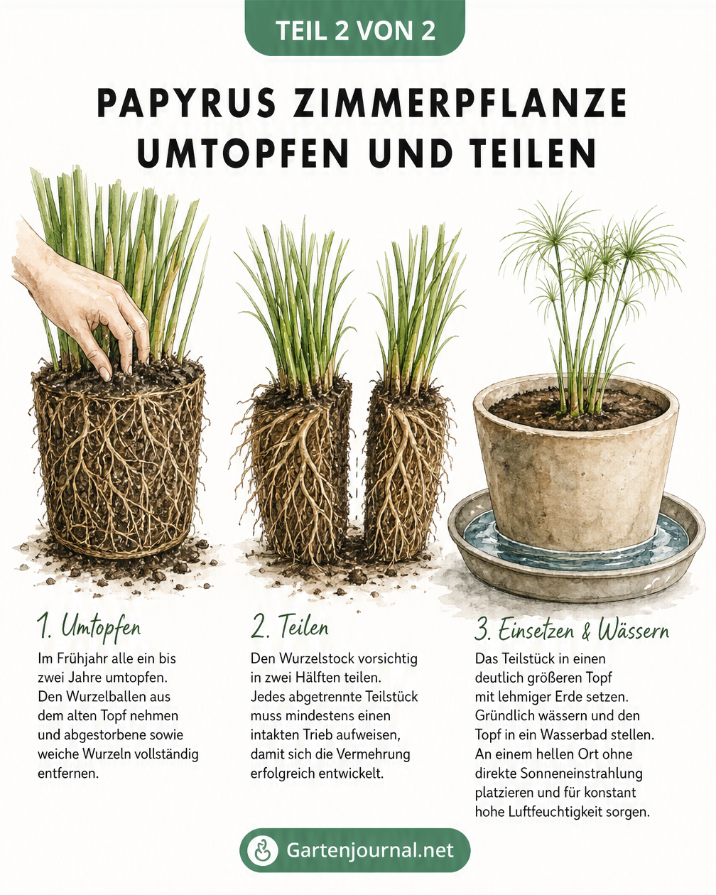 Illustration in drei Schritten zum Umtopfen und Teilen der Papyrus-Pflanze: Wurzelballen aus dem Topf heben, Wurzelstock teilen und in neues Gefäß pflanzen.