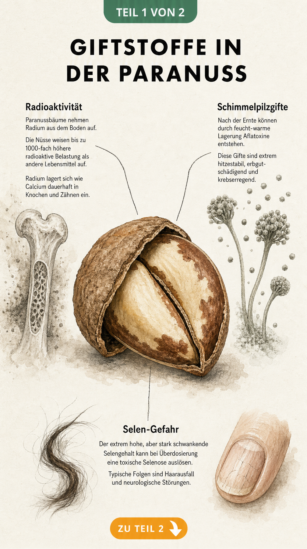 Botanische Illustration einer Paranuss mit Hinweisen auf Radioaktivität, Schimmelpilzgifte und Selen-Gefahr