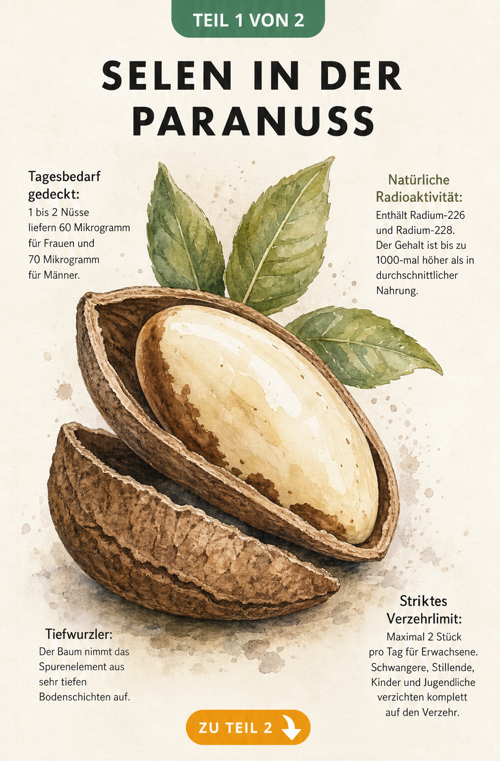Botanische Illustration einer halboffenen Paranuss mit Informationen zu Selengehalt, Tagesbedarf und natürlicher Radioaktivität