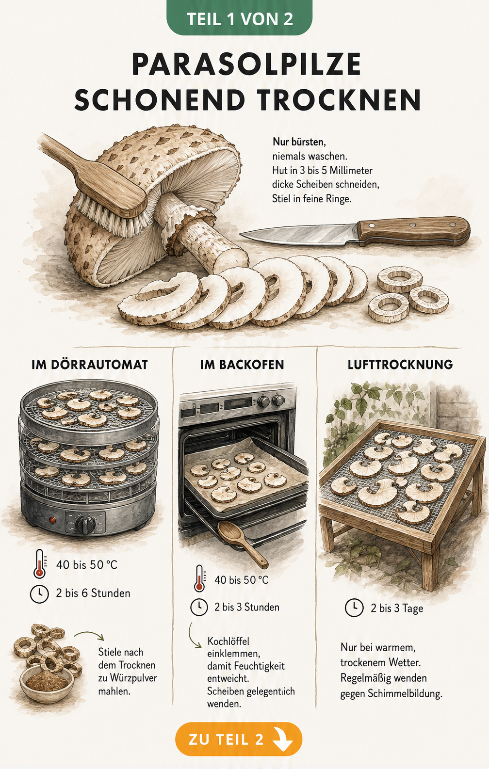 Illustration der drei Methoden zum Trocknen von Parasolpilzen: Dörrautomat, Backofen und Lufttrocknung