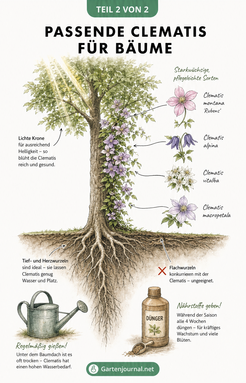 Botanische Illustration eines Baumes mit tiefen Wurzeln und einer rankenden Clematis, inklusive Pflegehinweisen zu Wasser und Dünger.