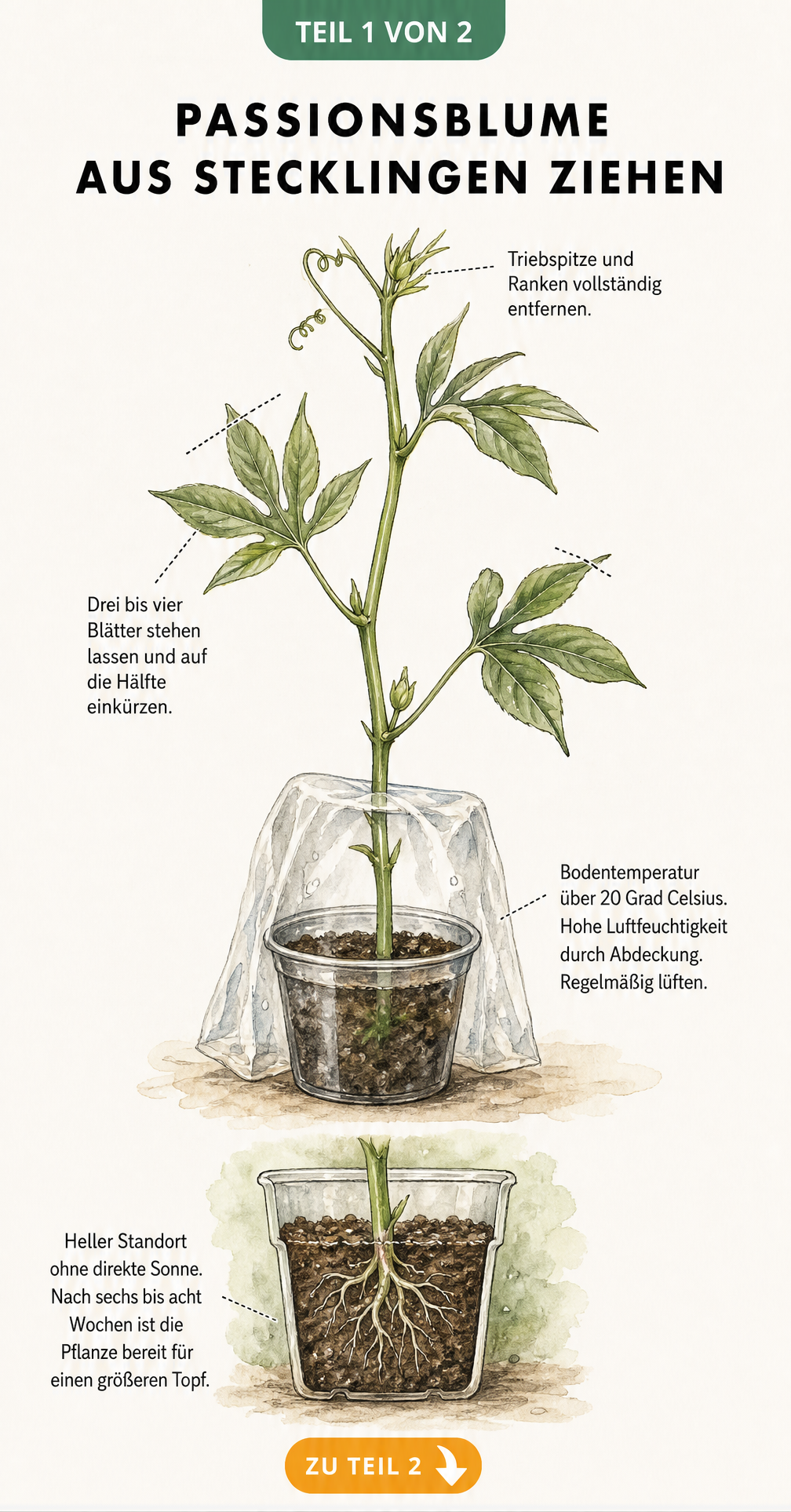 Illustration der Passionsblumen-Anzucht aus Samen mit Wasserglas, Anzuchtgefäß und Keimling im Topf