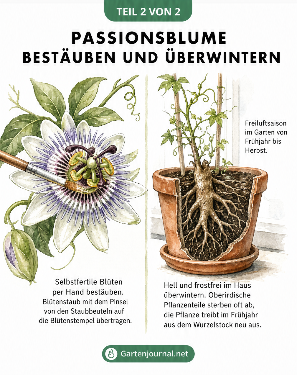 Botanische Zeichnung einer Passionsblüte bei der Handbestäubung mit Pinsel und überwinternder Pflanze im Topf