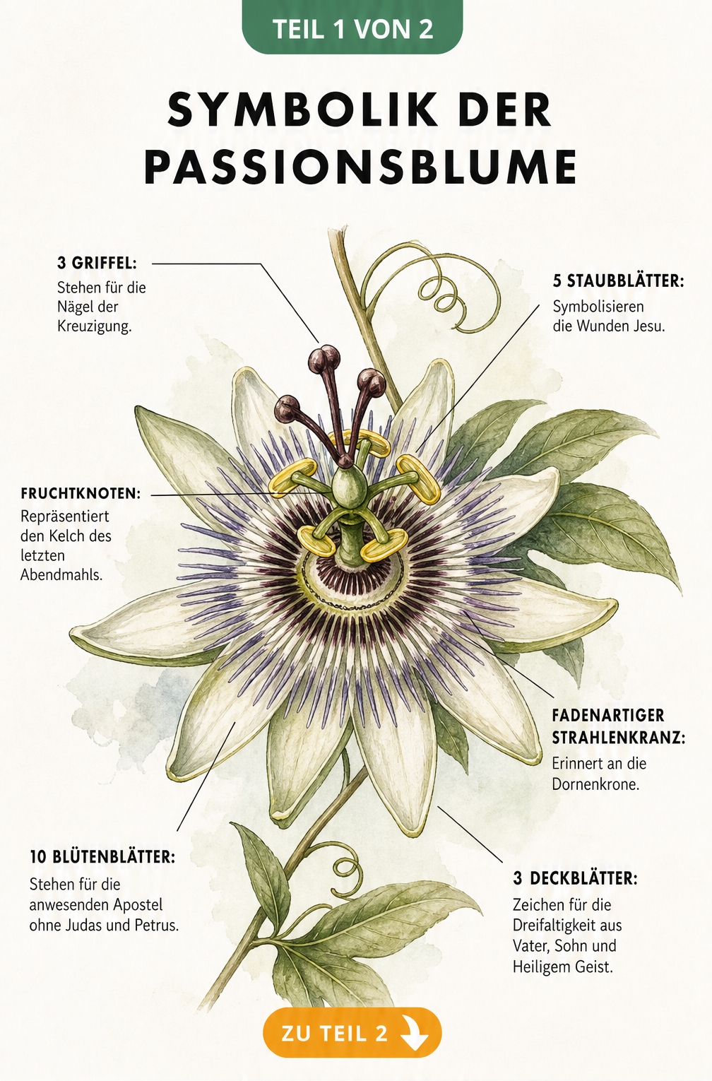 Botanische Illustration der Passionsblume mit Beschriftung der christlichen Symbolik ihrer Blütenteile