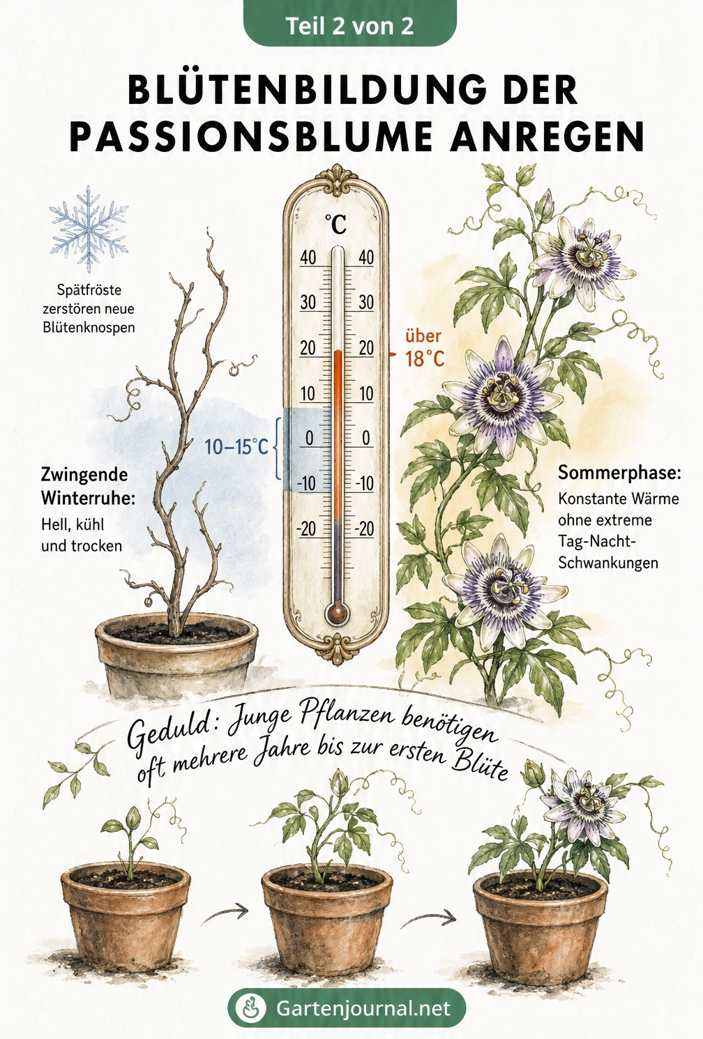 Illustration eines Thermometers mit Temperaturphasen und Töpfen, die das Wachstum der Passionsblume zeigen