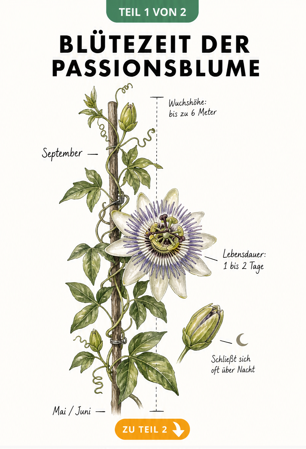 Botanische Illustration einer Passionsblume mit Blütezeit von Mai bis September und Wuchshöhe bis 6 Meter